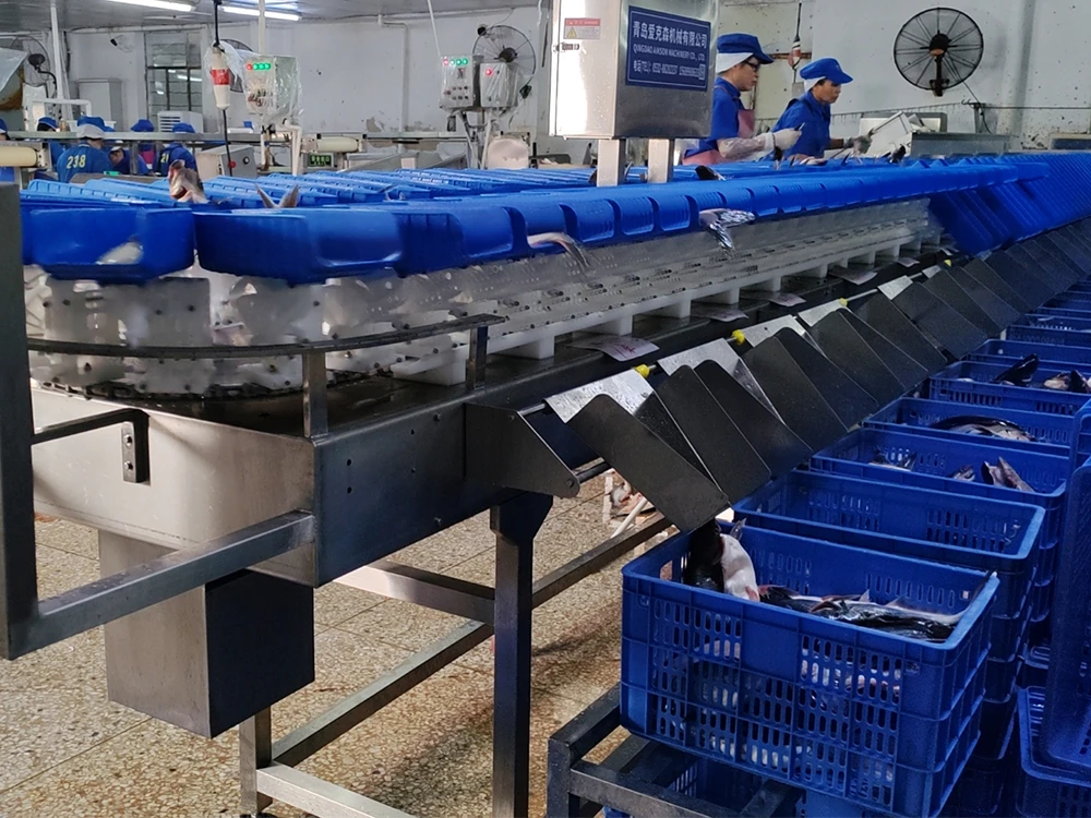 Fish Tray Weight Sorting Machine