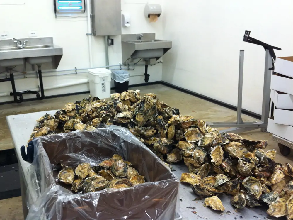 Shellfish Brush Oyster Industry
