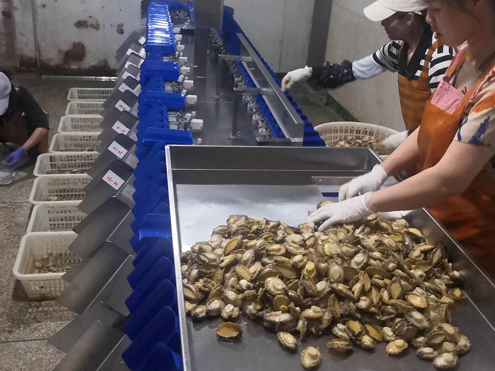Shellfish Brush Oyster Industry